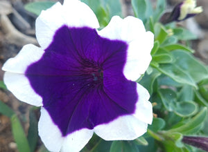Purple Shades