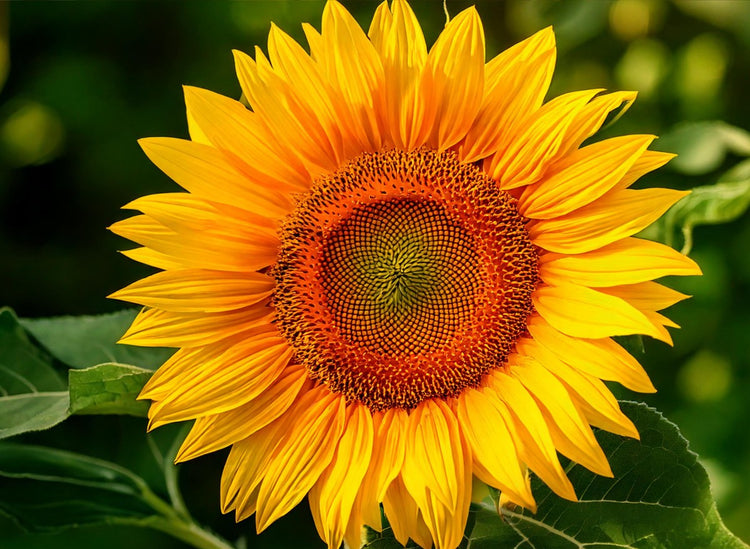 Sunshine
